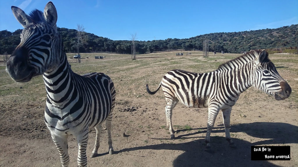 Safari Madrid con los niños, un zoo diferente - Guía de la Madre Moderna