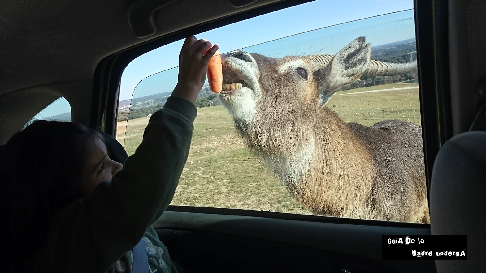 Dando de comer a los animales en Safari Madrid. ©José Ramón Aguirre