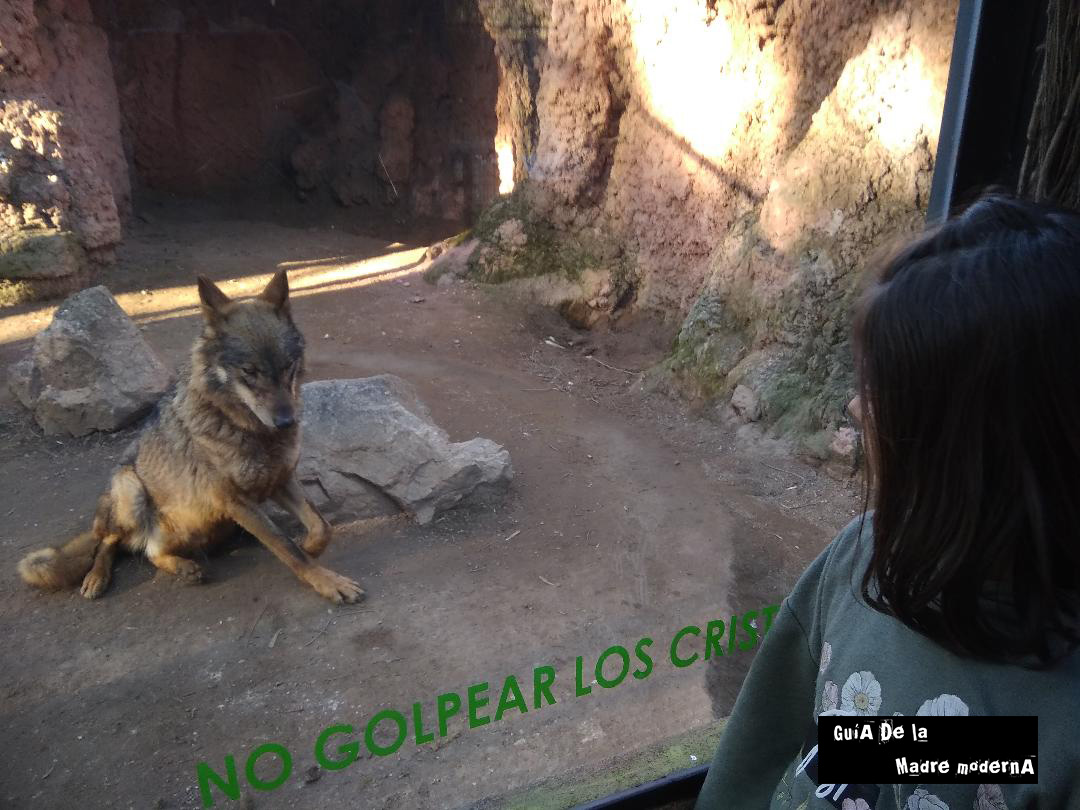 Lobo ibérico en Safari Madrid ©Patricia Fernández